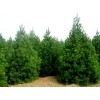 供应1-5米白皮松、华山松、雪松、油松、侧柏、塔柏