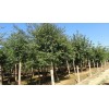 供应七叶树、水杉、五角枫、红叶李、皂角树、法桐、栾树