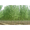 供应毛白杨、速生杨、柳树、火炬树、国槐、香花槐、刺槐